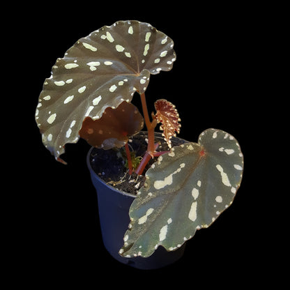 Begonia atricha