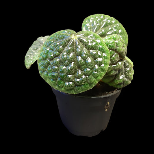 Begonia bullatifolia