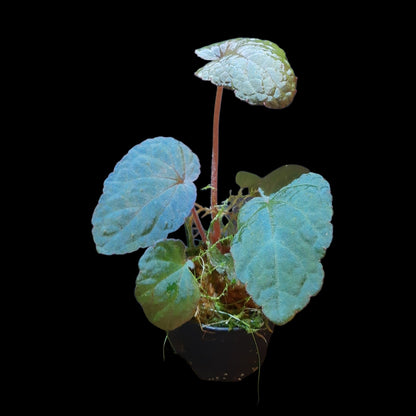 Seltene Begonia bac kan hahiepiana – irisierende Rarität aus Vietnam 🌿