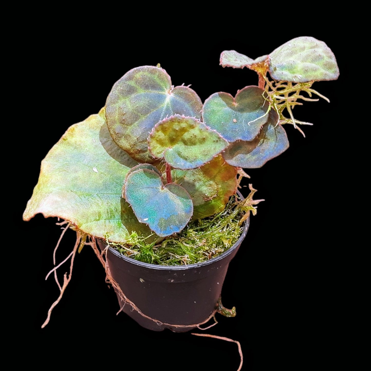 Rarität! Begonia rockii