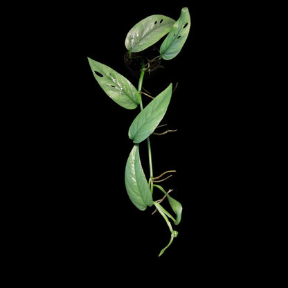 Efeutute, Epipremnum "Cebu Blue"