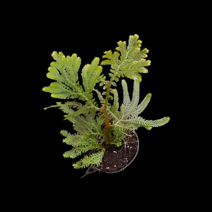 Selaginella willdenowii (grün-leicht bläulich)