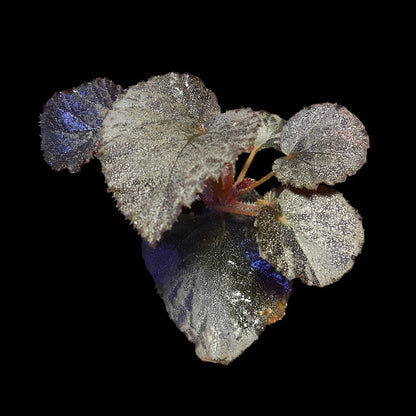 Begonia Taconite