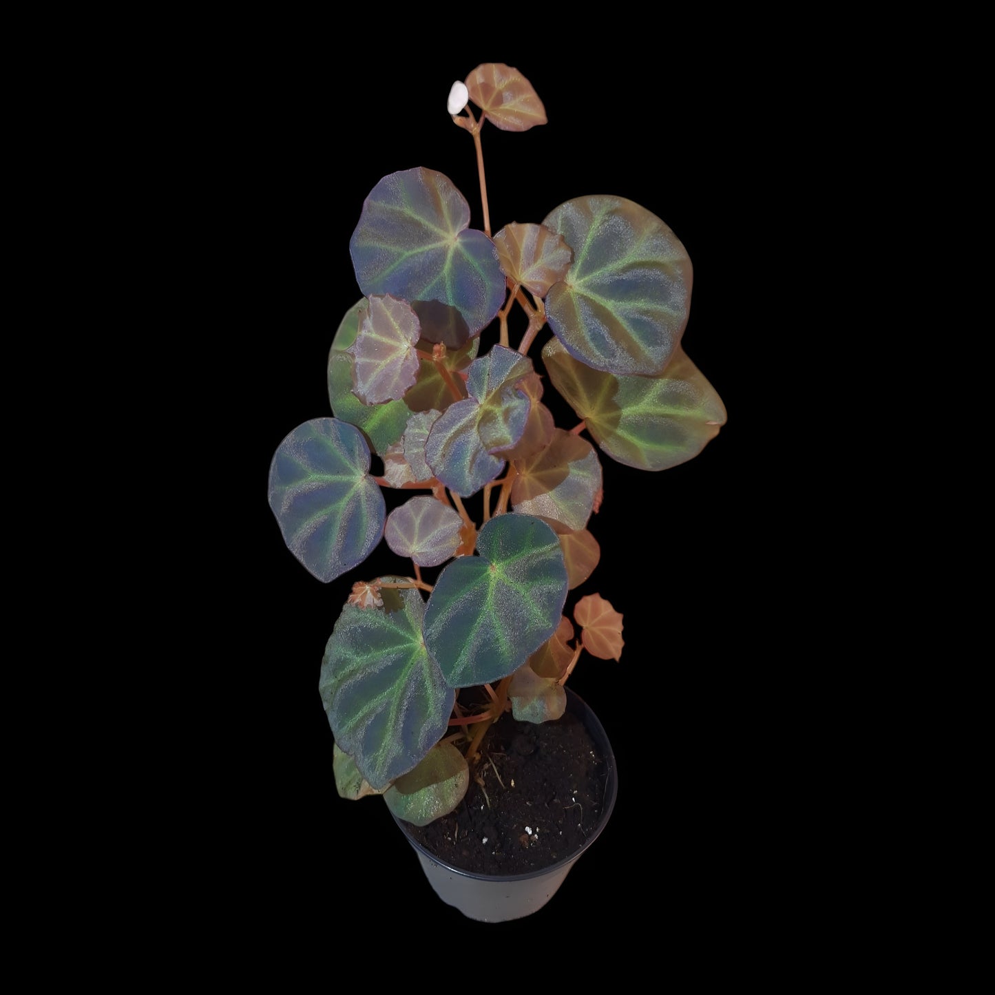 Rarität! Begonia sarawak, Terrarien - Begonie