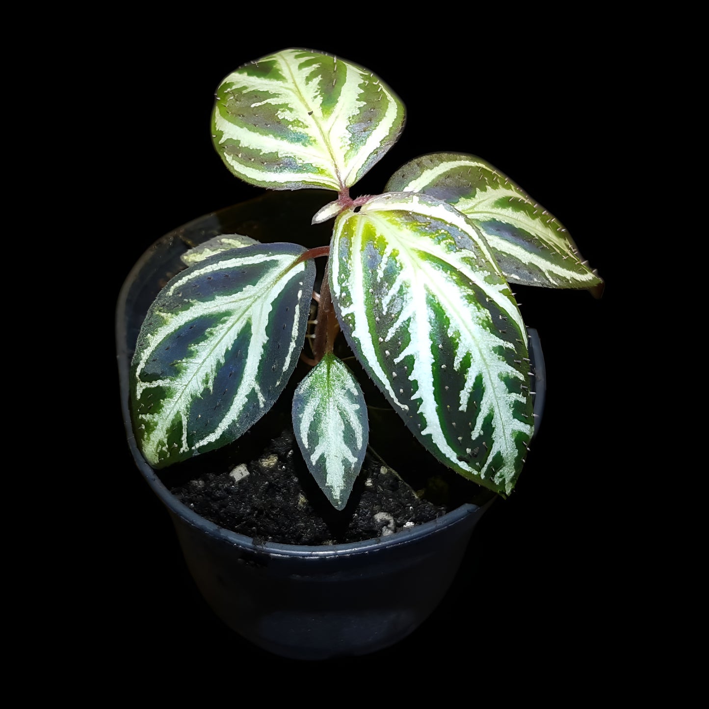 Sonerila sp. Sumatra