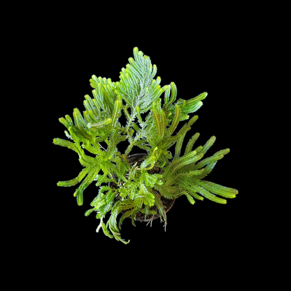 Selaginella spec ? Regenwald Pflanze, tropische Terrarienpflanzen