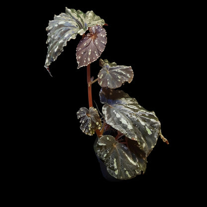 Begonia atricha