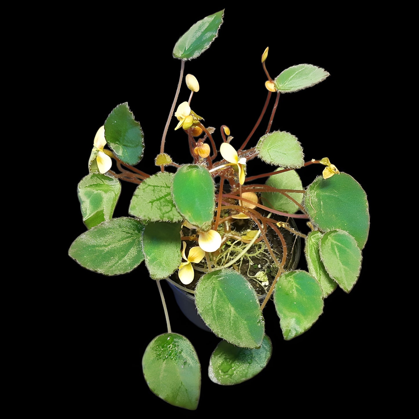Begonia vankerckhovenii, (Miniaturbegonie)