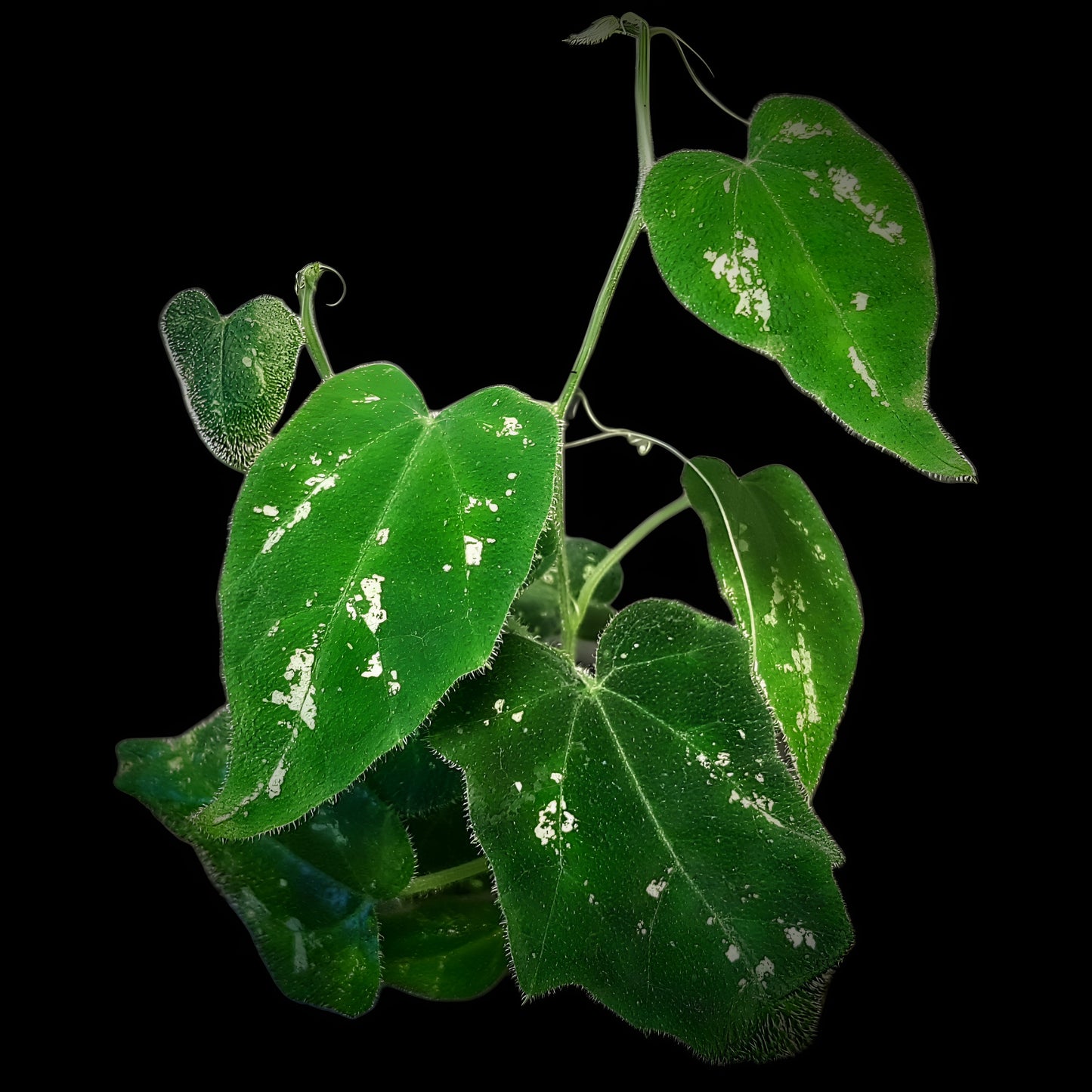 Piper sp. unkown, (Kalimantan, Borneo)