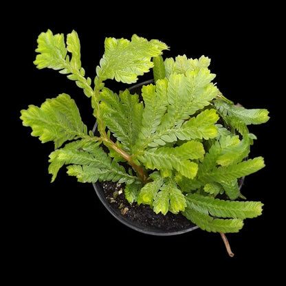 Selaginella spec ? Regenwald Pflanze, tropische Terrarienpflanzen