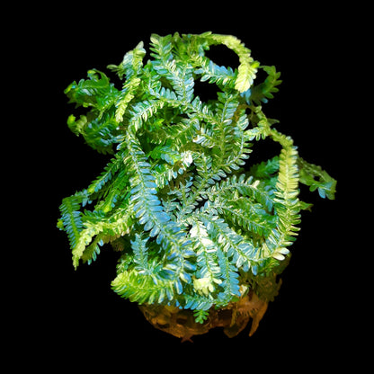 Selaginella willdenowii variegata, variegated kaufen