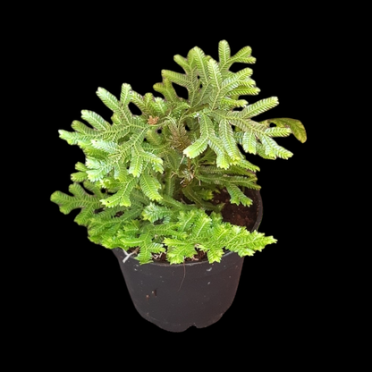 Selaginella vogelii