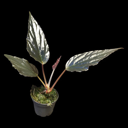 Begonia hatacoa purple