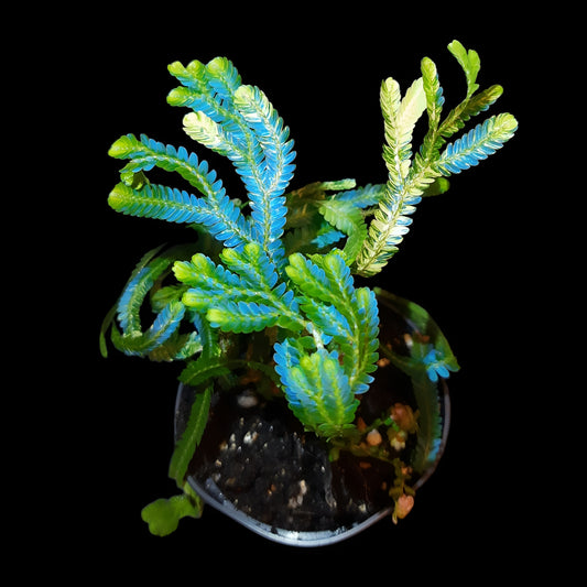 Selaginella willdenowii variegata, variegated kaufen