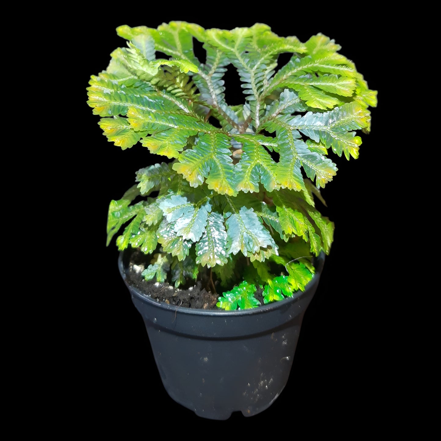 Selaginella intermedia