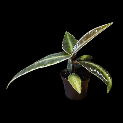 Labisia pumila?, Ardisia