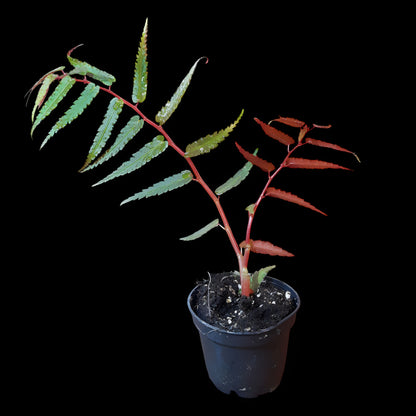 Begonia pteridiformis 'Red' 'dark'