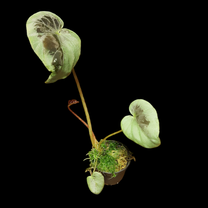 Begonia burkillii silver edge