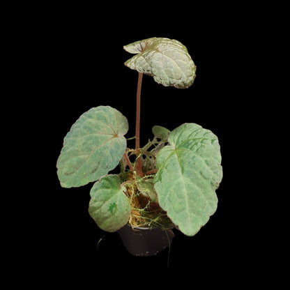 Seltene Begonia bac kan hahiepiana – irisierende Rarität aus Vietnam 🌿