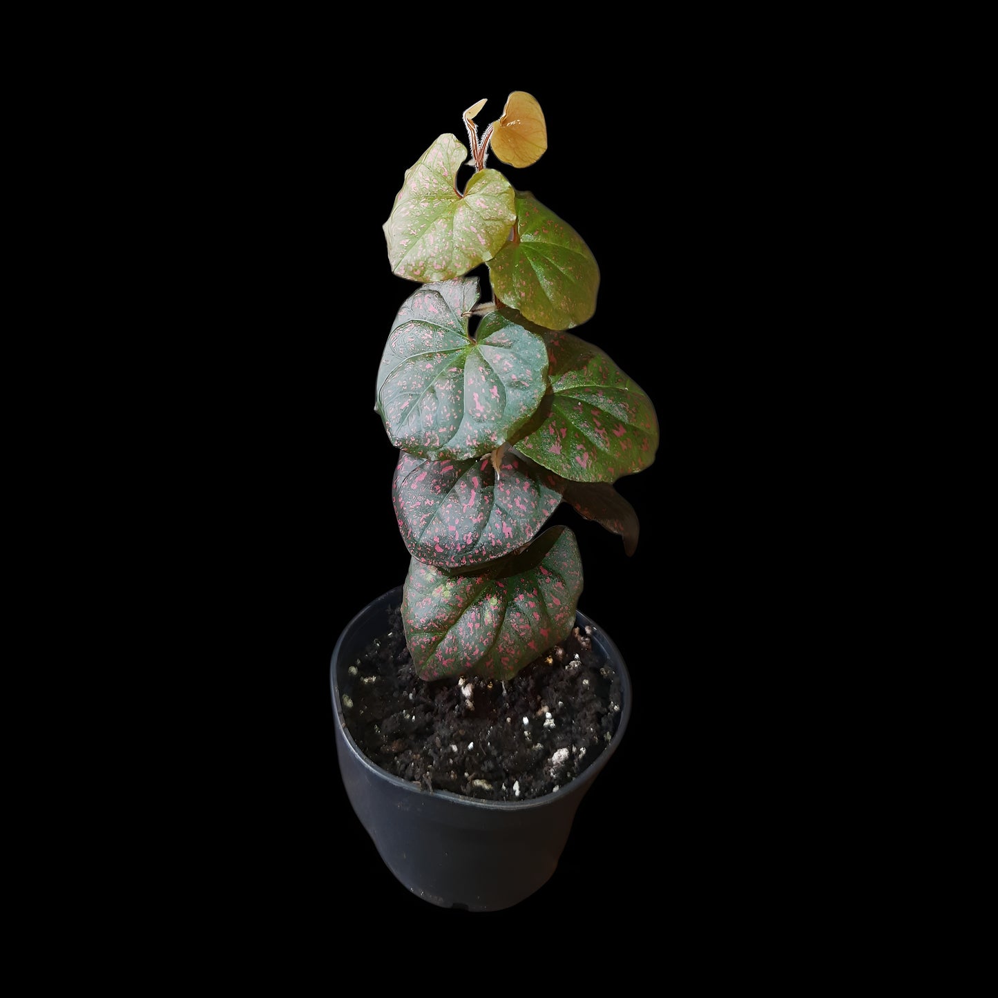 Rarität! Piper sp. Papua pink, Rankpflanze fürs Regenwald Terrarium