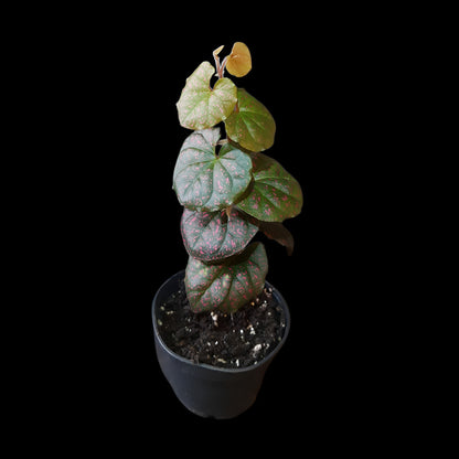 Rarität! Piper sp. Papua pink, Rankpflanze fürs Regenwald Terrarium