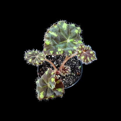 Begonia bowerae tiger