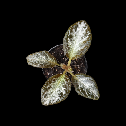 Episcia pink panther