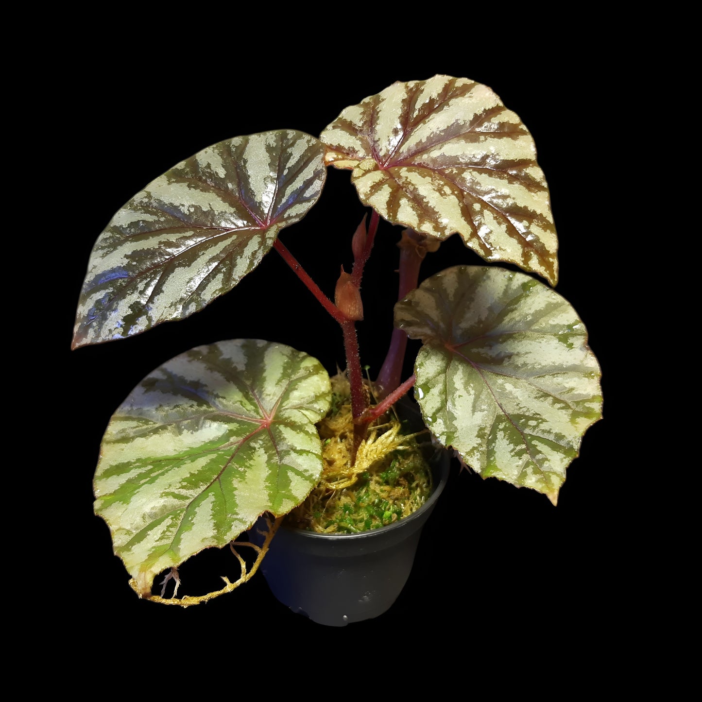 Begonia Irian Jaya, U682