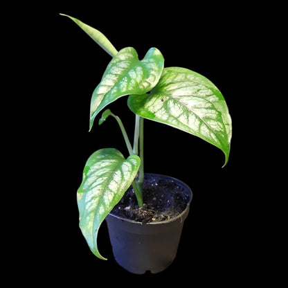 Monstera siltepecana