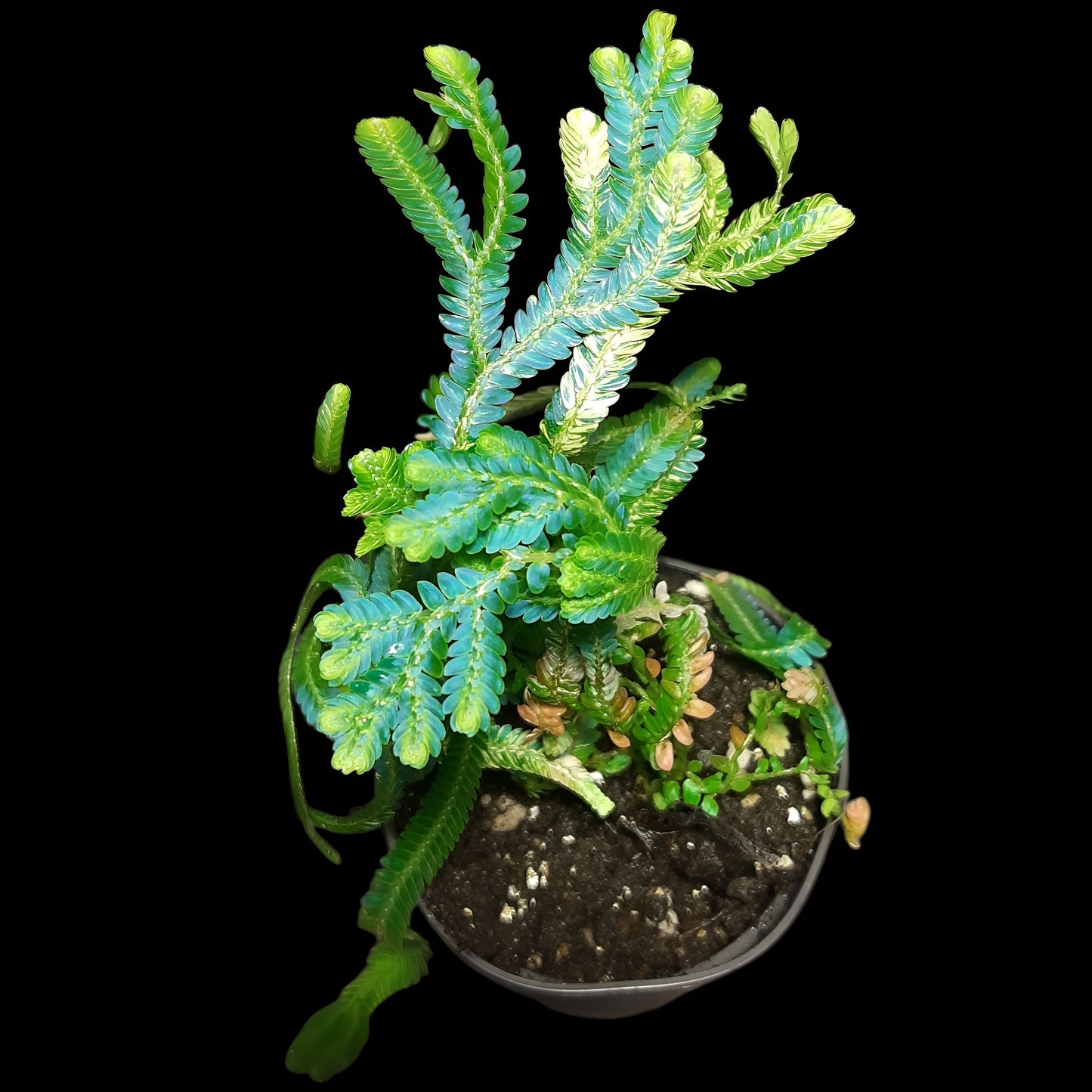 Selaginella willdenowii variegata, variegated kaufen