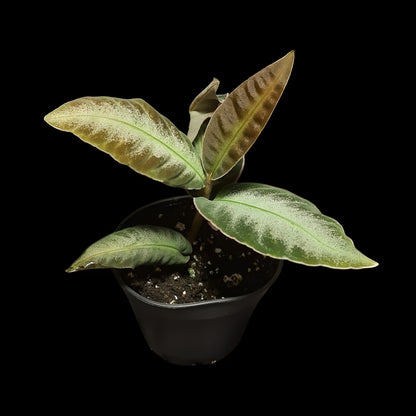 Labisia pumila?, Ardisia