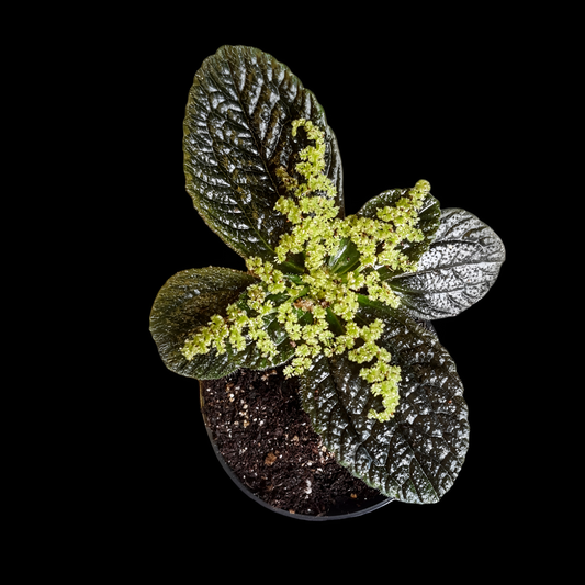 Dunkelgrüne Pilea repens vor schwarzem Hintergrund im 6cm großen Topf.