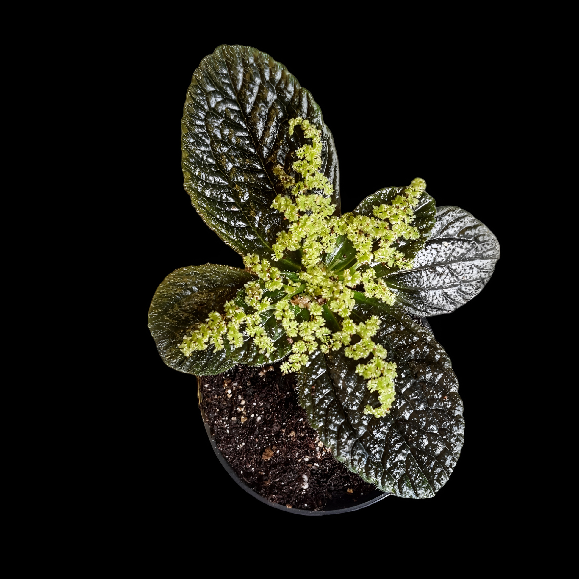 Dunkelgrüne Pilea repens vor schwarzem Hintergrund im 6cm großen Topf. 