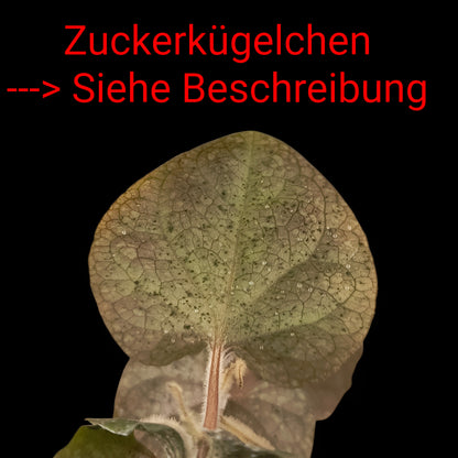 Rarität! Piper sp. Papua pink, Rankpflanze fürs Regenwald Terrarium
