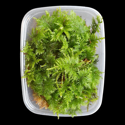 Thuja Moos, (Thuidium tamariscinum)