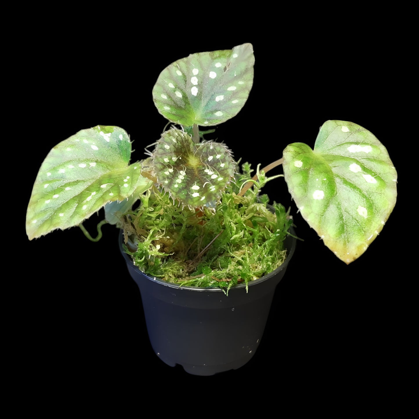 Begonia U681