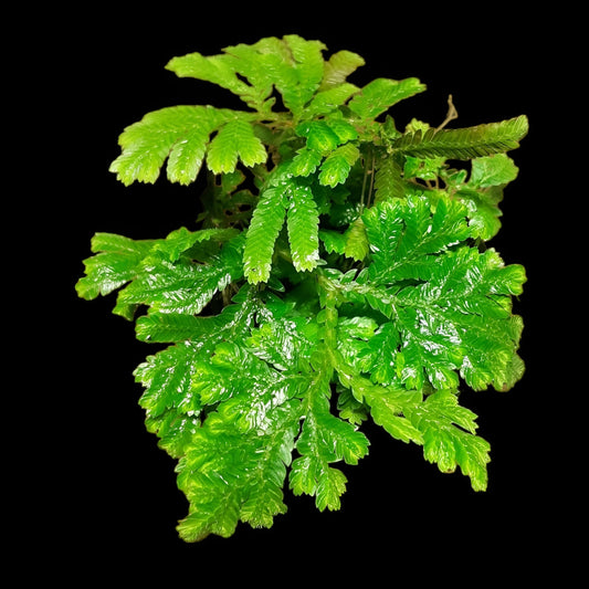 Selaginella spec ? Regenwald Pflanze, tropische Terrarienpflanzen