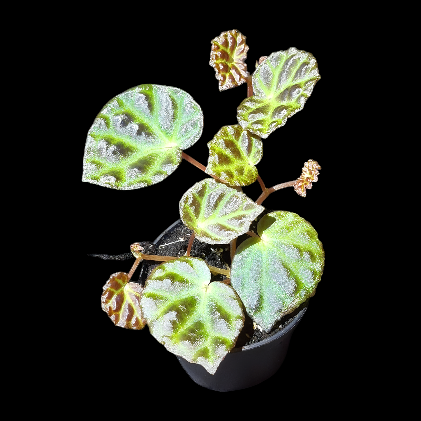 Begonia sarawak × dracopelta