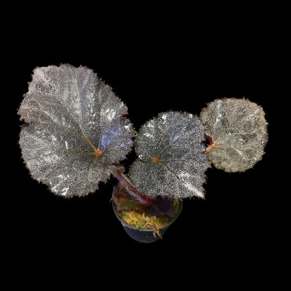 Begonia Taconite