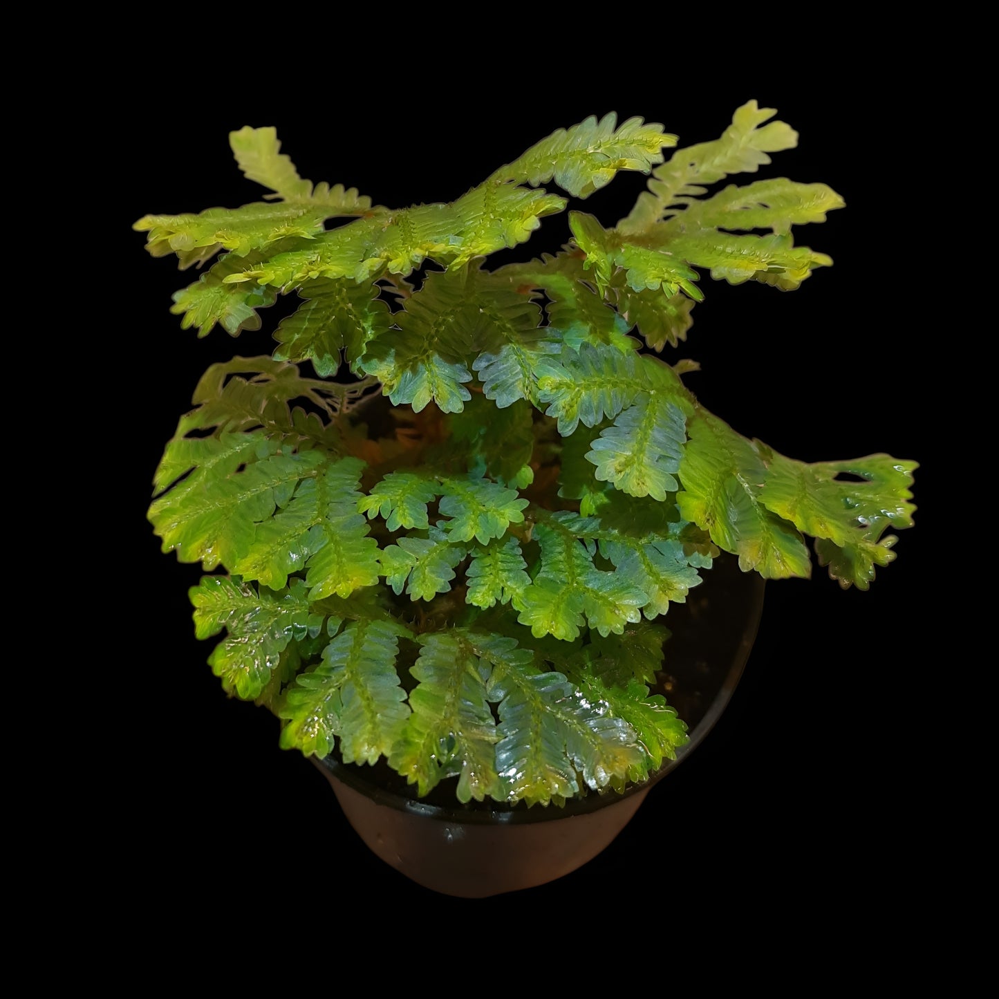 Selaginella intermedia
