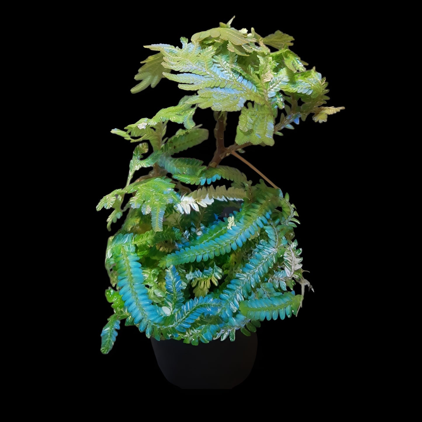 Selaginella willdenowii variegata, variegated kaufen