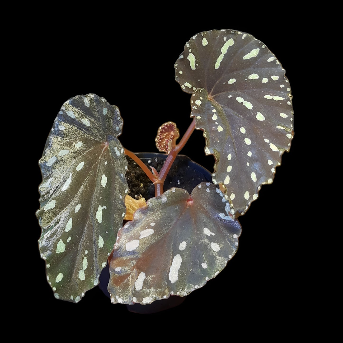 Begonia atricha