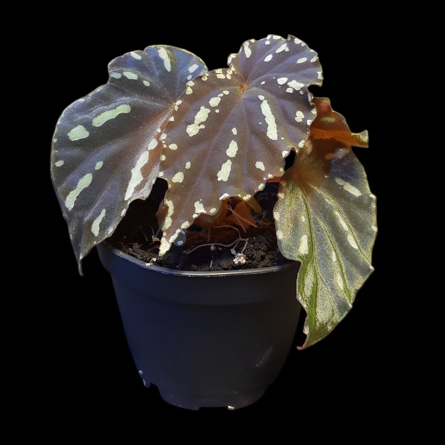Begonia atricha