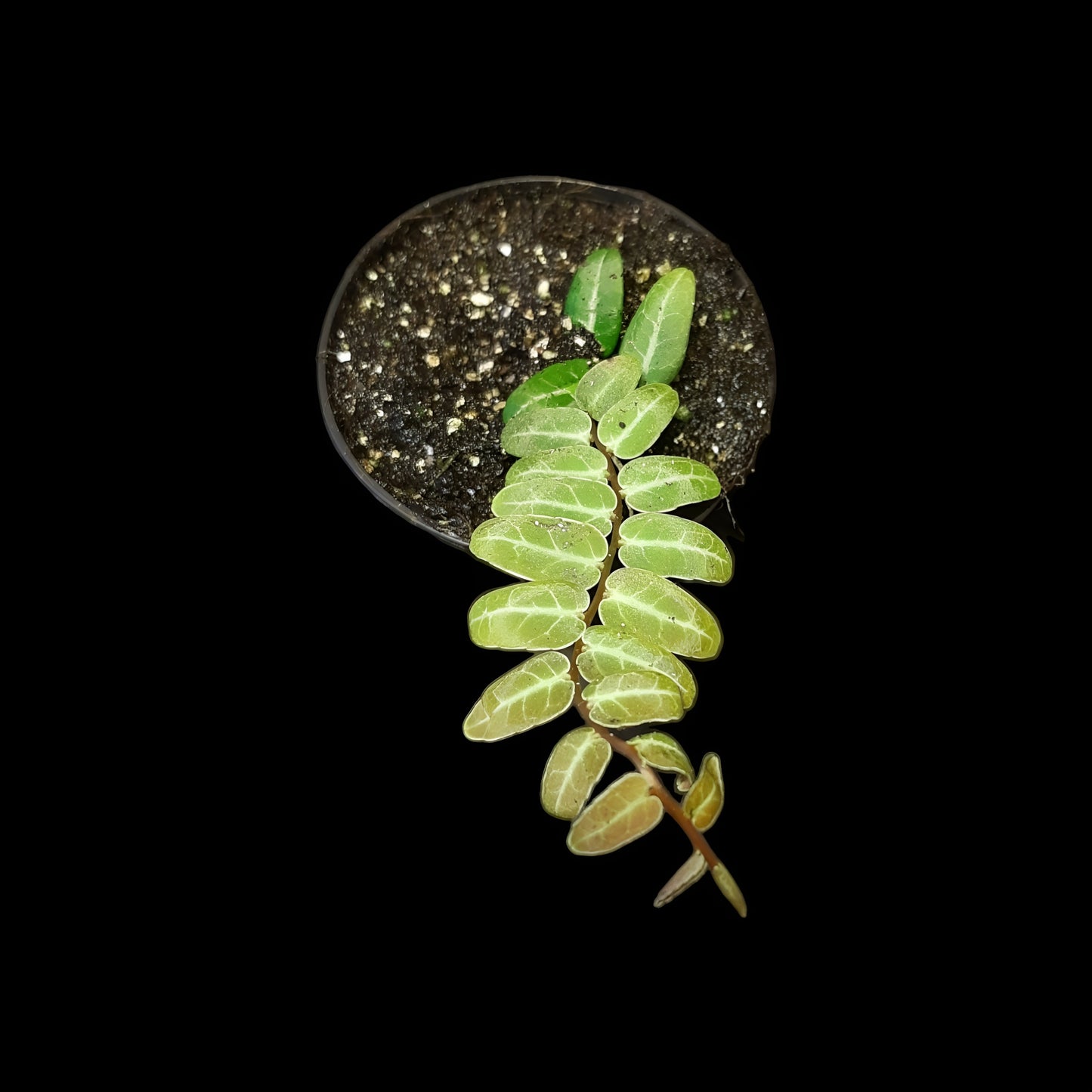 Rarität! Marcgravia umbellata red, Rankpflanze fürs Regenwald Terrarium