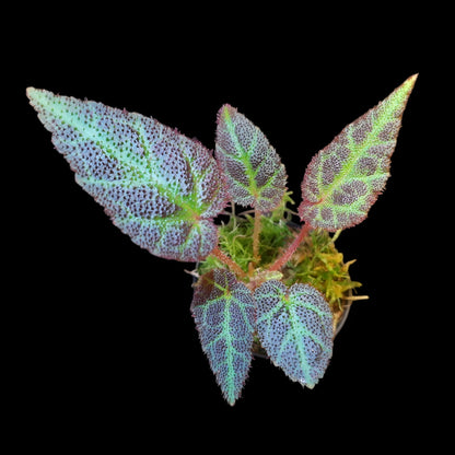 Begonia Sumatra utara