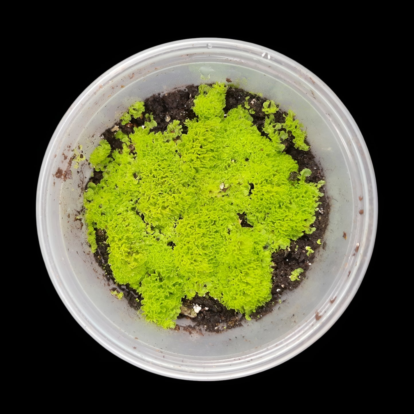 Rarität! Antrophyum cf. plantagineum, Mini Farn, (Bodendecker und Rückwandbegrünung)