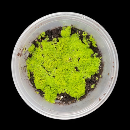 Rarität! Antrophyum cf. plantagineum, Mini Farn, (Bodendecker und Rückwandbegrünung)
