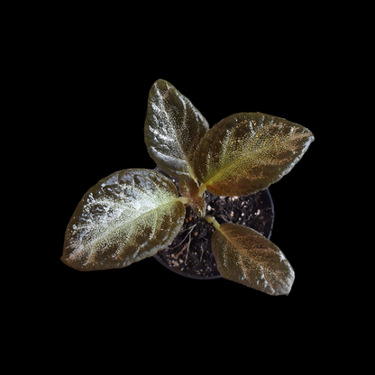 Episcia pink panther