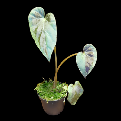 Begonia burkillii silver edge