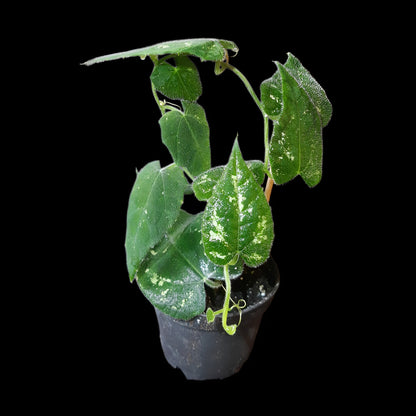 Piper sp. unkown, (Kalimantan, Borneo)